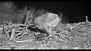 Owlet Has a Bird Breakfast Close-up 🦉 3/26/22 04:35