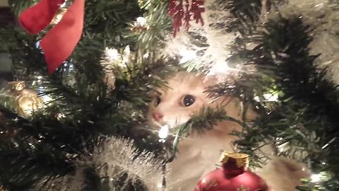 Crying kitty regrets climbing Christmas tree