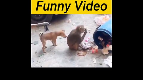 Amezing funny 😄 video dogs 🐶 with monkey 🙉