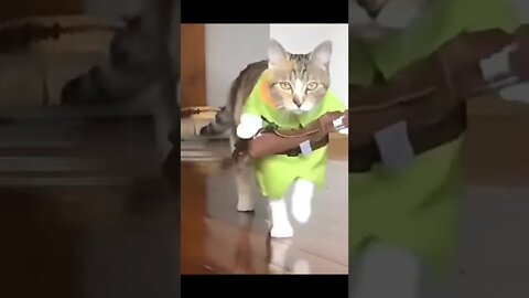 Soldier cat funny video #shorts #cat