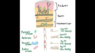 Skin Receptors