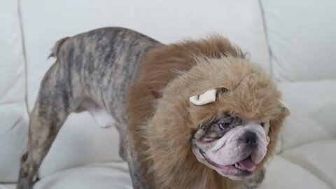 Bulldog in lion mane jumping off of the couch