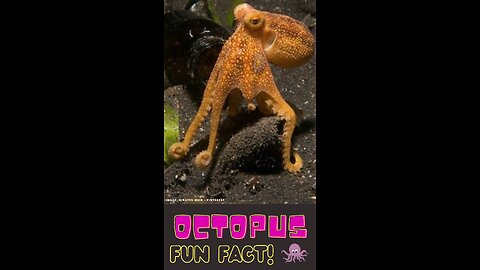 Octopus: truly incredible and totally tentacool! #funfatforkids #animalfacts #shortvideo