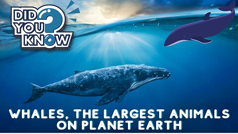 Interesting facts about whales