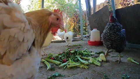 Backyard Chickens Eating Green Vegetables Sounds Noises Long Video Hens Clucking Roosters Crowing!