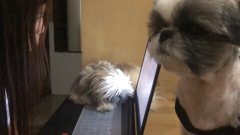 Shih tzu vs Owner: Who wins the Argument?