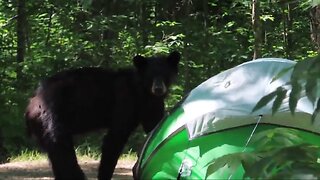 Black Bear Enters Camp (Itasca State Park)