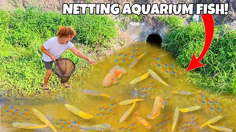 Netting RARE Exotic AQUARIUM FISH For My AQUARIUM!