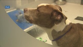 Denver animal rescue pleading for foster volunteers to help ease the strain on shelters