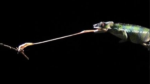 Slow motion chameleon tongue attack!