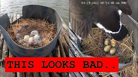 Kapper goose nesting vlog; THIS DOES NOT LOOK GOOD..
