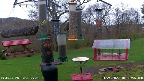 Yellow-throated warbler eating mealworms at PA Feeder 1 4/21/2022