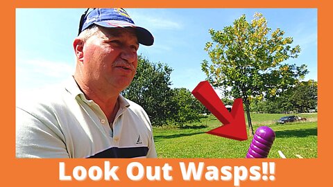 How To Kill Wasps With Dish Soap