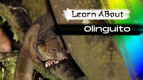 Olinguito One Of The Cutest And Exotic Animal In The World