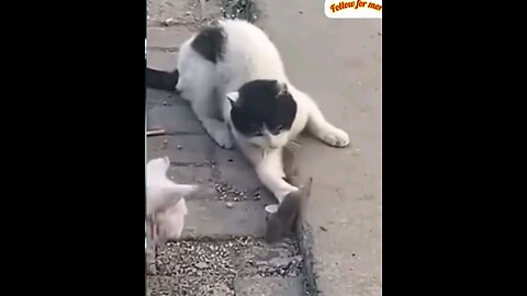 This is my hunt 😂funny cat trending video