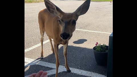 Tourist Hand Feeds Wild Deer