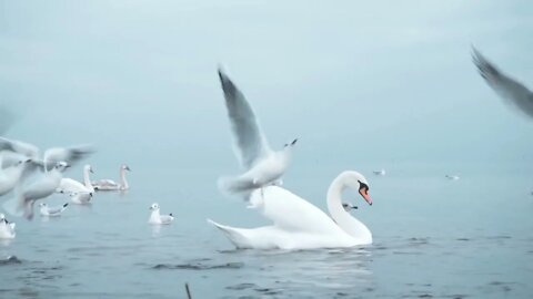 Swans on the Baltic Sea