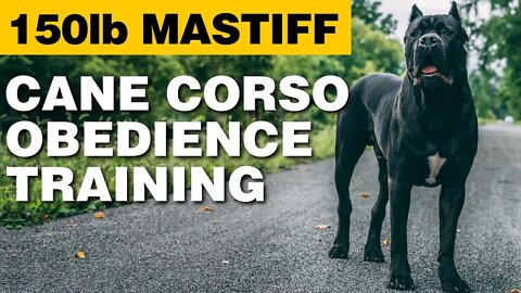 Cane Corso Obedience Training - 150lb Mastiff!