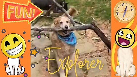 Funniest Animals in the World 2024😹 Try not to Laugh 😂 Funny Videos 😻🐶 | Part 13 😁 Funniest Explorer Pets! 🗺️🐾