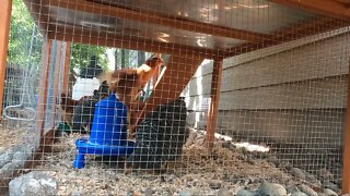 My Backyard Chickens - Episode 38
