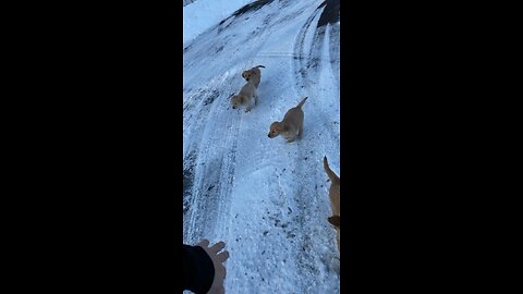 Man attacked my pack of goldens