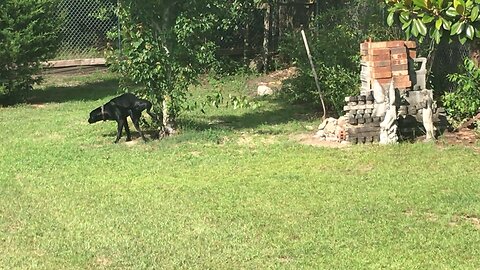 Cooper barking and peeing on trees 8.5 months old