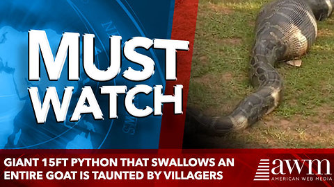 Giant 15ft python that swallows an entire GOAT is taunted by villagers