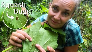 Let's Go Squash Bug Hunting | VLOG