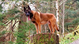 A Belgian Malinois In Scotland Out and About