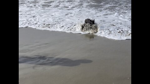 Little Frenchie saves toy from the waves
