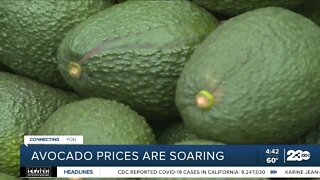 Price of avocados soars