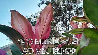 🙏🏻Jardim de Louvor-20-(Quando o mundo cai ao meu redor-Juliano Son)📖