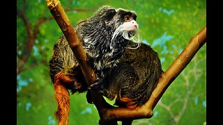 Emperor Tamarin