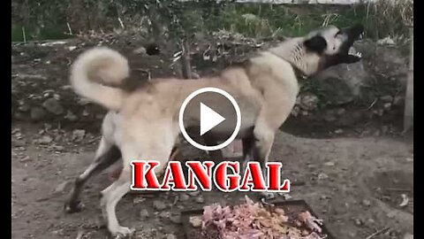 Kangal Shepherd Dog Sound