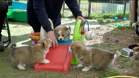 Ros's Litter - Puppies meet slide