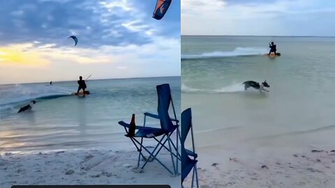 Dog running into water 🌊💦 Dog lover video| Dog funny short video