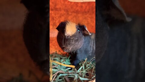 Happy National Paper Bag Day! #skinnypig #guineapig #nationalday #paperbag