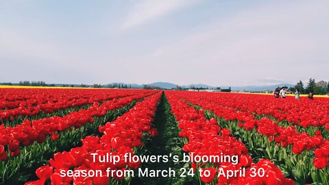Flower tulips 🌷