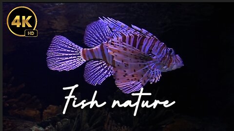 the most beautiful fish nature beautiful Palace
