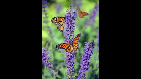 any butterflies in their beautifu