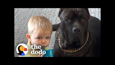 Baby Grows Up With His 125-Pound Dog | The Dodo Soulmates