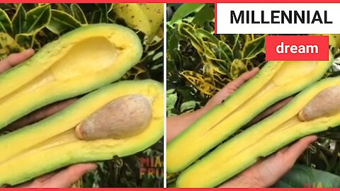 A farm in America is selling gigantic avocados