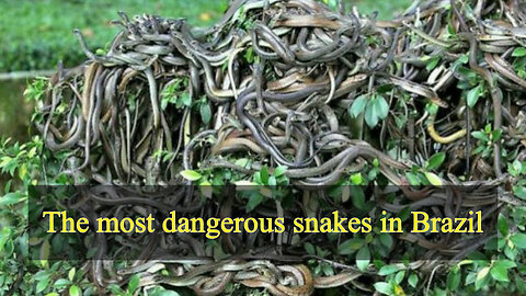 The most dangerous snakes in Brazil
