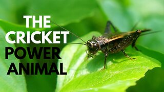 The Cricket Power Animal