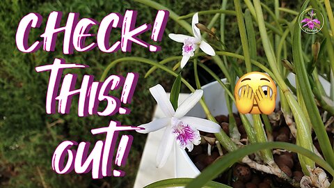 How Laelia lundii is doing after Fall Repot into Semi Hydroponics with Leca UPDATE #ninjaorchids