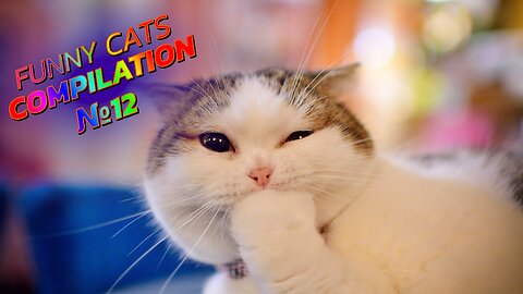 😻😹 LOLcats: Cats at Their Funniest Moments! | Hilarious Cat Compilation №12