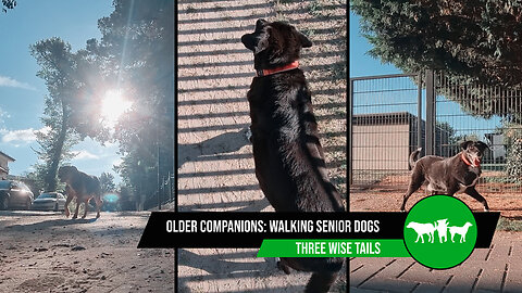 Caring for Our Older Companions: Walking Senior Dogs