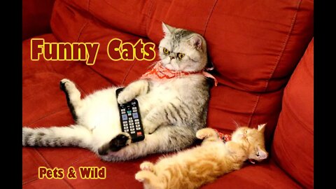 Cats😹 funny video compilation to makes your mood good #cats2022 #adorablecats #Petsandwild