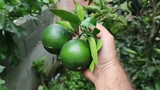frutíferas produzindo em vaso framboesa lima da Pérsia limão sem espinhos amora gigante kinkan figo