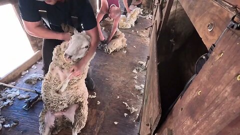 Shearing Run Oregon USA July 2023 Strong Wool Ewes